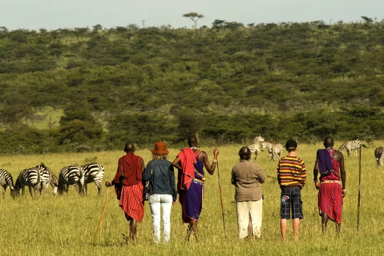 Guests and guides walking near zebras in Kenya